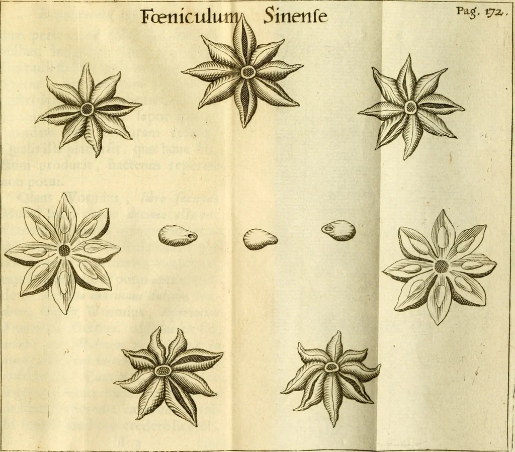 An illustration from Francisci Redi, nobilis Aretini, Experimenta circa res diversas naturales, speciatim illas, quae ex Indiis adferuntur. Ex Italico Latinitate donata, 1675, leaf 198