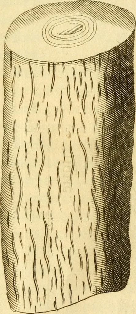 An illustration from Francisci Redi, nobilis Aretini, Experimenta circa res diversas naturales, speciatim illas, quae ex Indiis adferuntur. Ex Italico Latinitate donata, 1675, leaf 202