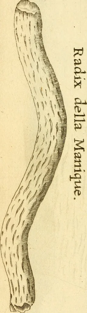 An illustration from Francisci Redi, nobilis Aretini, Experimenta circa res diversas naturales, speciatim illas, quae ex Indiis adferuntur. Ex Italico Latinitate donata, 1675, leaf 202
