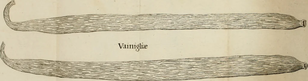 An illustration from Francisci Redi, nobilis Aretini, Experimenta circa res diversas naturales, speciatim illas, quae ex Indiis adferuntur. Ex Italico Latinitate donata, 1675, leaf 209