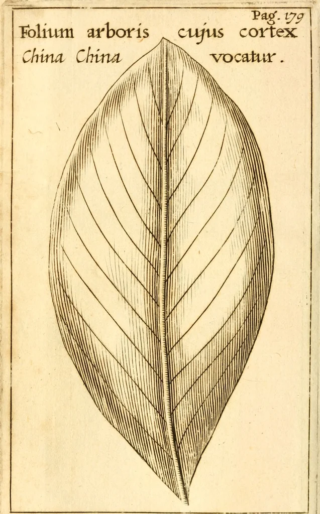 An illustration from Francisci Redi, nobilis Aretini, Experimenta circa res diversas naturales, speciatim illas, quae ex Indiis adferuntur. Ex Italico Latinitate donata, 1675, leaf 211