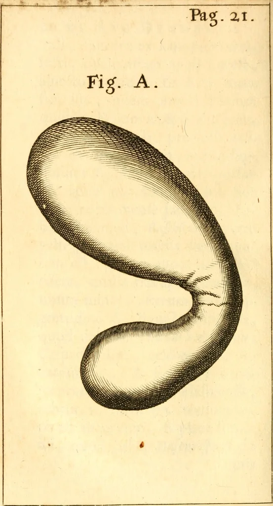 An illustration from Francisci Redi, nobilis Aretini, Experimenta circa res diversas naturales, speciatim illas, quae ex Indiis adferuntur. Ex Italico Latinitate donata, 1675, leaf 455