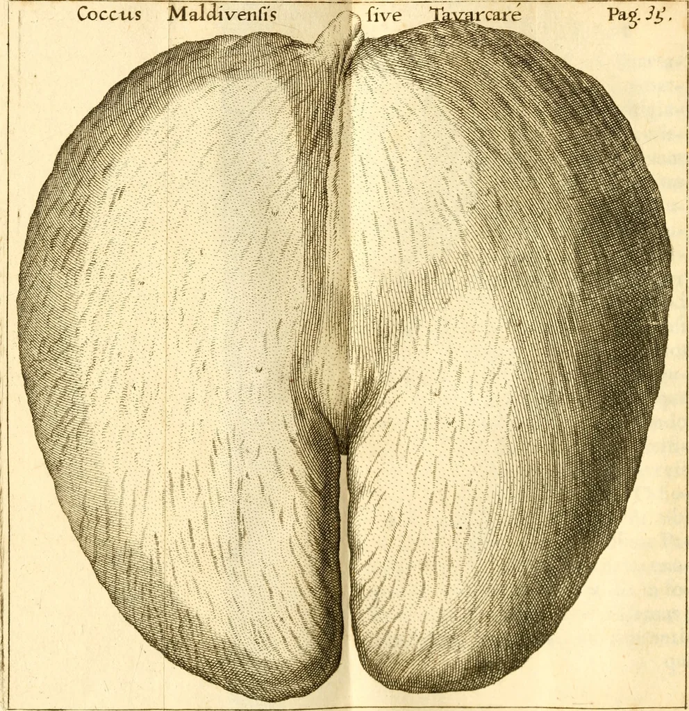 An illustration from Francisci Redi, nobilis Aretini, Experimenta circa res diversas naturales, speciatim illas, quae ex Indiis adferuntur. Ex Italico Latinitate donata, 1675, leaf 47