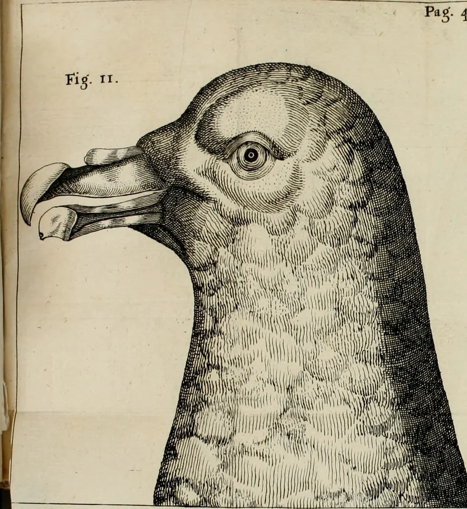 An illustration from Francisci Redi, nobilis Aretini, Experimenta circa res diversas naturales, speciatim illas, quae ex Indiis adferuntur. Ex Italico Latinitate donata, 1675, leaf 488