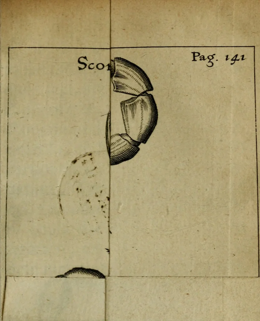 An illustration from Francisci Redi patritii Aretini Experimenta circa generationem insectorum, 1671, leaf 158