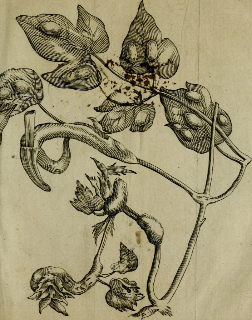 An illustration from Francisci Redi patritii Aretini Experimenta circa generationem insectorum, 1671, leaf 234