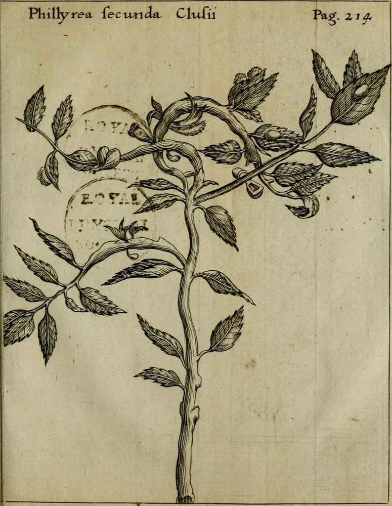 An illustration from Francisci Redi patritii Aretini Experimenta circa generationem insectorum, 1671, leaf 236