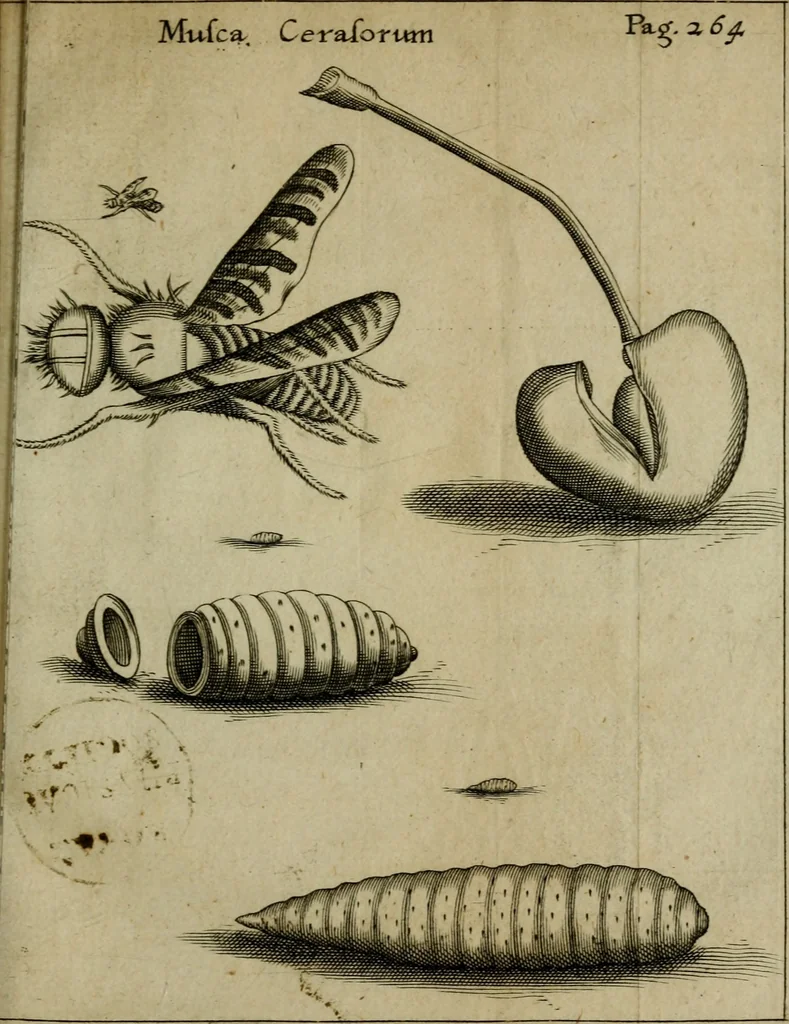 An illustration from Francisci Redi patritii Aretini Experimenta circa generationem insectorum, 1671, leaf 292