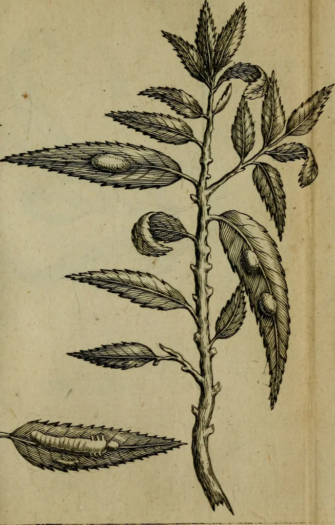 An illustration from Francisci Redi patritii Aretini Experimenta circa generationem insectorum, 1671, leaf 324