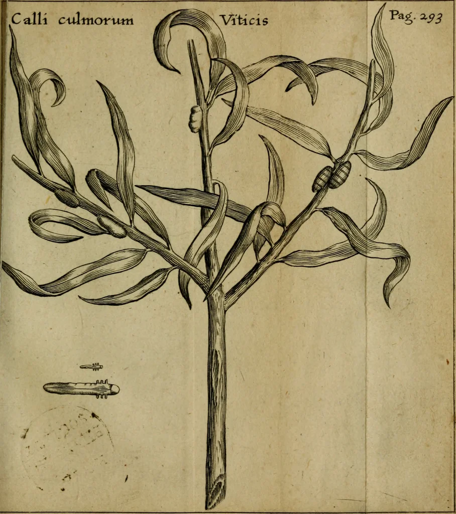 An illustration from Francisci Redi patritii Aretini Experimenta circa generationem insectorum, 1671, leaf 326