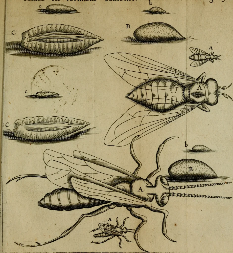 An illustration from Francisci Redi patritii Aretini Experimenta circa generationem insectorum, 1671, leaf 334