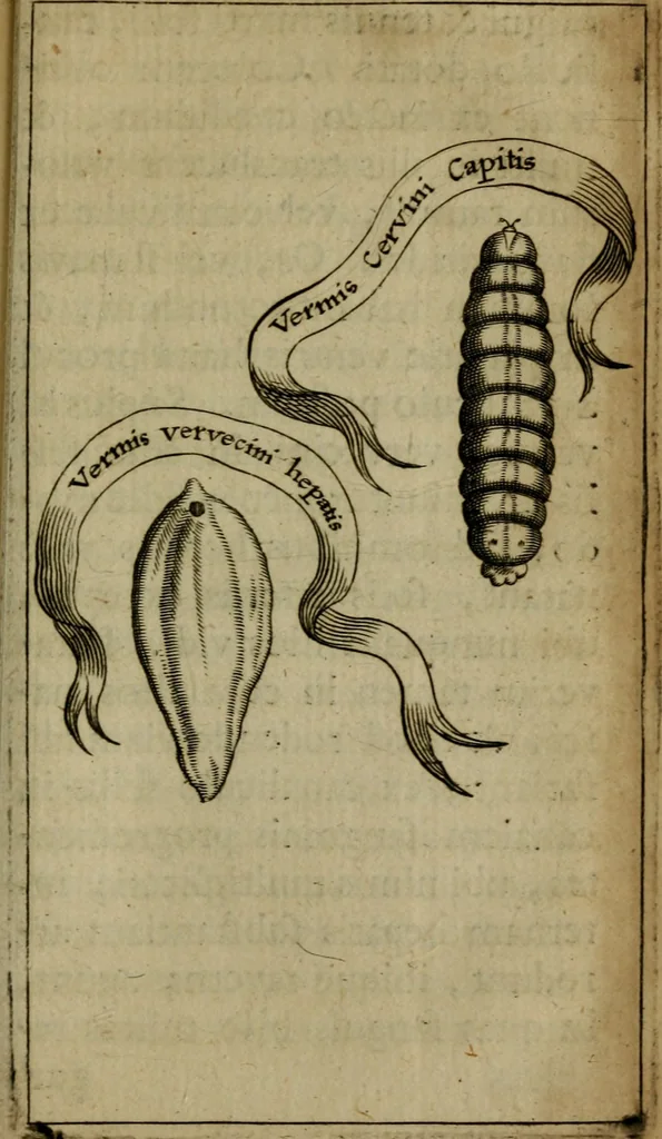 An illustration from Francisci Redi patritii Aretini Experimenta circa generationem insectorum, 1671, leaf 340