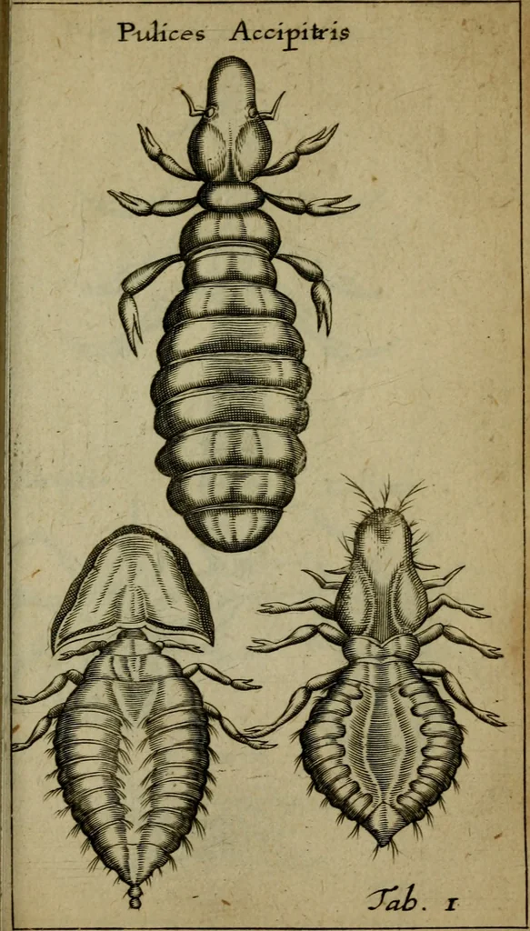 An illustration from Francisci Redi patritii Aretini Experimenta circa generationem insectorum, 1671, leaf 388