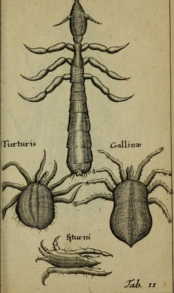 An illustration from Francisci Redi patritii Aretini Experimenta circa generationem insectorum, 1671, leaf 390