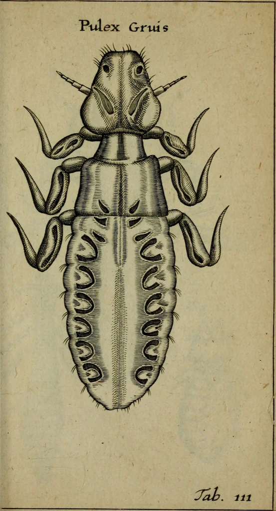 An illustration from Francisci Redi patritii Aretini Experimenta circa generationem insectorum, 1671, leaf 392