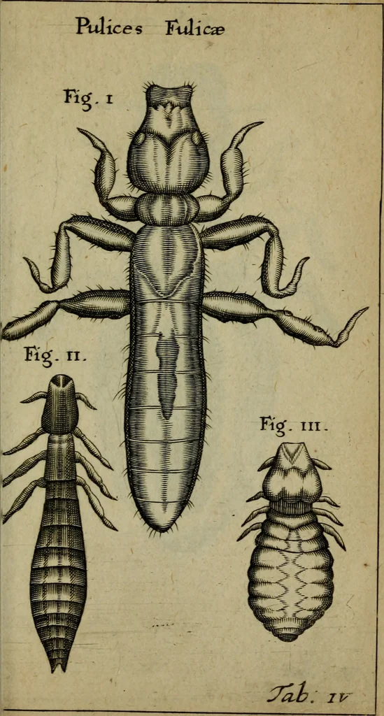 An illustration from Francisci Redi patritii Aretini Experimenta circa generationem insectorum, 1671, leaf 394