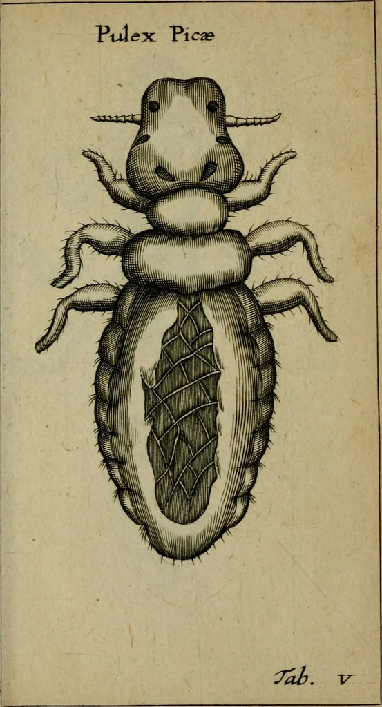 An illustration from Francisci Redi patritii Aretini Experimenta circa generationem insectorum, 1671, leaf 396