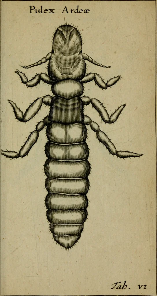 An illustration from Francisci Redi patritii Aretini Experimenta circa generationem insectorum, 1671, leaf 398