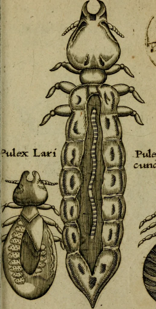 An illustration from Francisci Redi patritii Aretini Experimenta circa generationem insectorum, 1671, leaf 404
