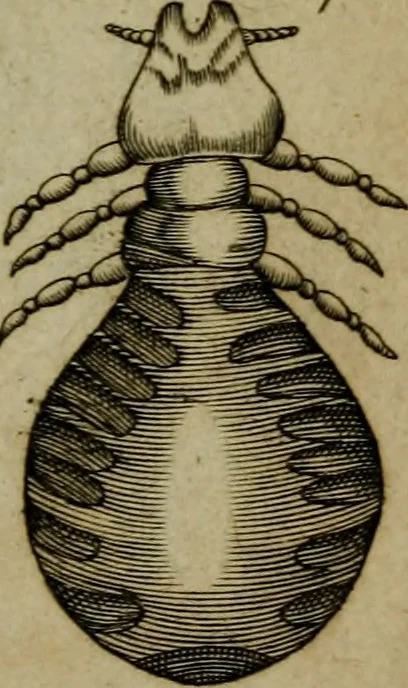 An illustration from Francisci Redi patritii Aretini Experimenta circa generationem insectorum, 1671, leaf 404