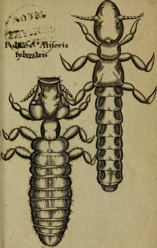 An illustration from Francisci Redi patritii Aretini Experimenta circa generationem insectorum, 1671, leaf 406
