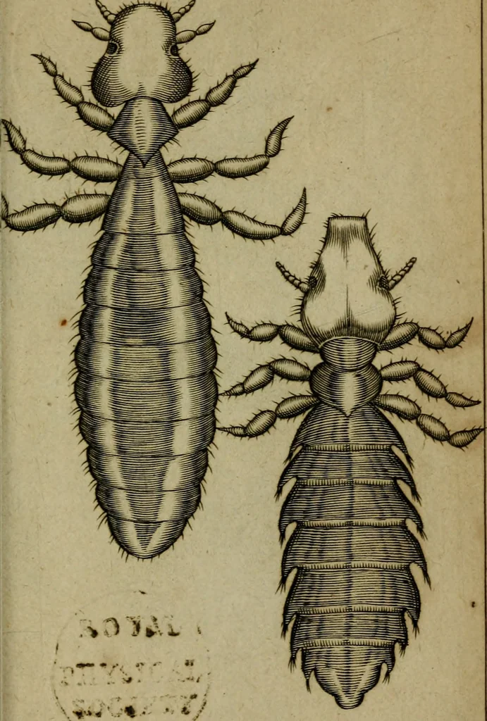 An illustration from Francisci Redi patritii Aretini Experimenta circa generationem insectorum, 1671, leaf 408
