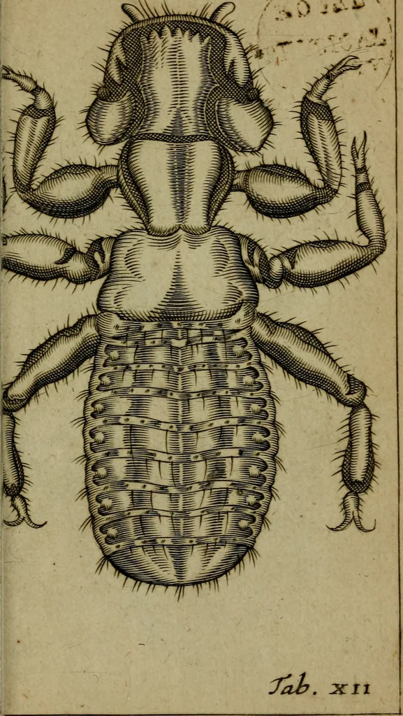 An illustration from Francisci Redi patritii Aretini Experimenta circa generationem insectorum, 1671, leaf 410
