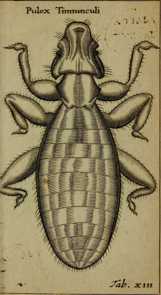 An illustration from Francisci Redi patritii Aretini Experimenta circa generationem insectorum, 1671, leaf 412