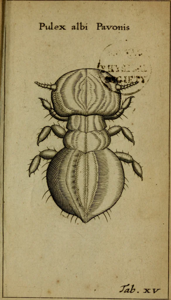 An illustration from Francisci Redi patritii Aretini Experimenta circa generationem insectorum, 1671, leaf 416