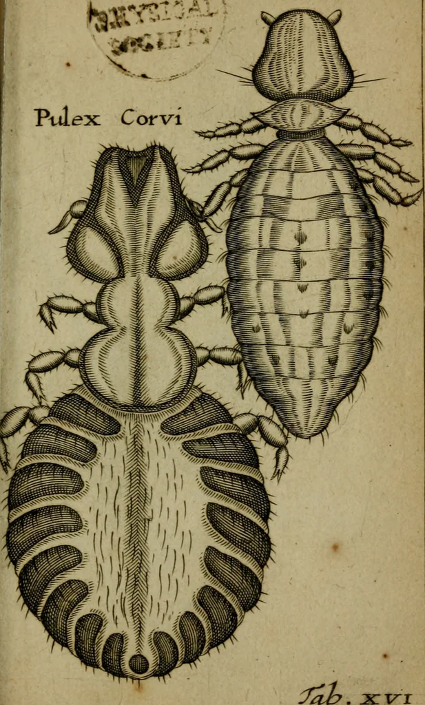 An illustration from Francisci Redi patritii Aretini Experimenta circa generationem insectorum, 1671, leaf 418
