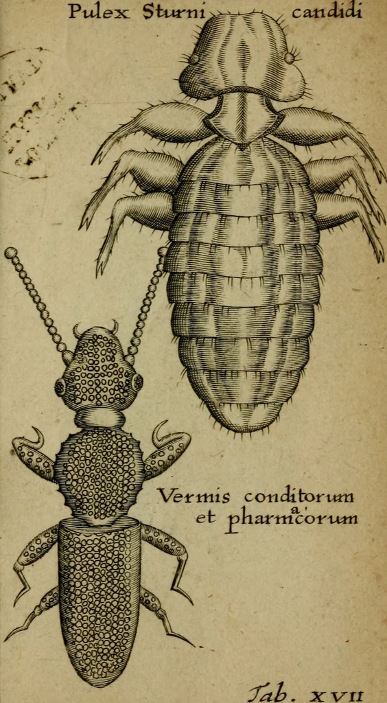 An illustration from Francisci Redi patritii Aretini Experimenta circa generationem insectorum, 1671, leaf 420