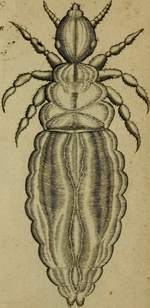 An illustration from Francisci Redi patritii Aretini Experimenta circa generationem insectorum, 1671, leaf 422