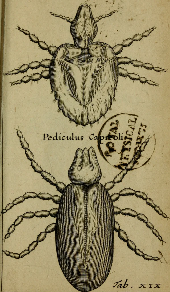 An illustration from Francisci Redi patritii Aretini Experimenta circa generationem insectorum, 1671, leaf 424
