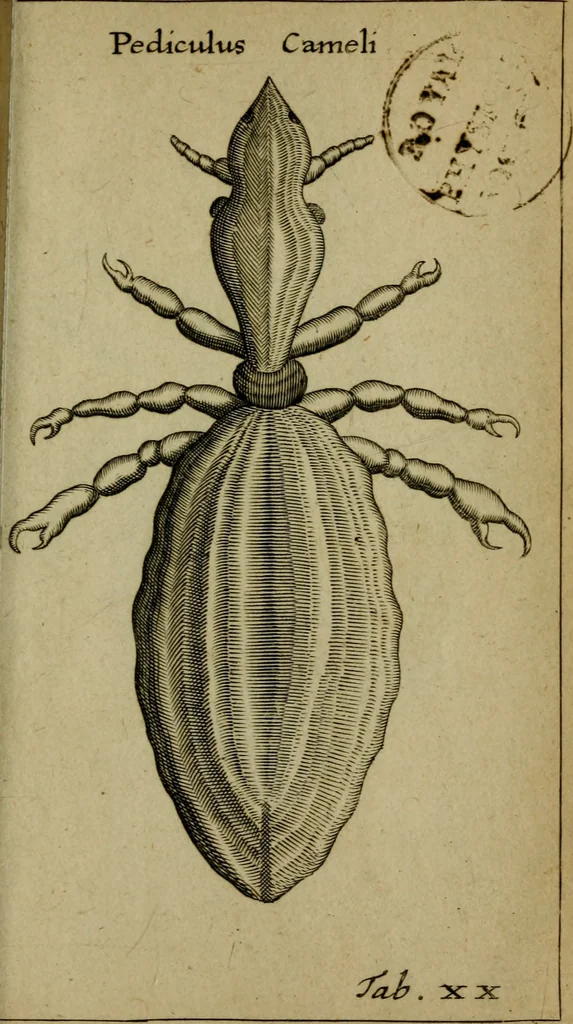 An illustration from Francisci Redi patritii Aretini Experimenta circa generationem insectorum, 1671, leaf 426
