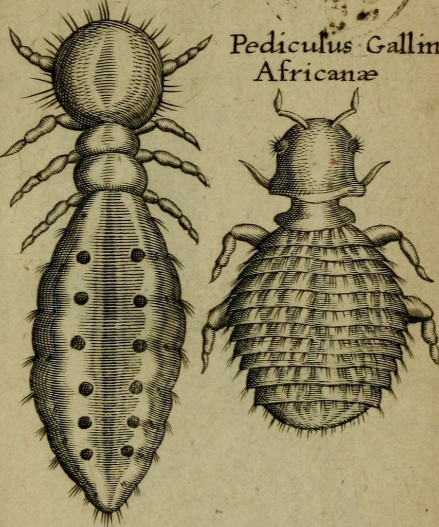 An illustration from Francisci Redi patritii Aretini Experimenta circa generationem insectorum, 1671, leaf 430