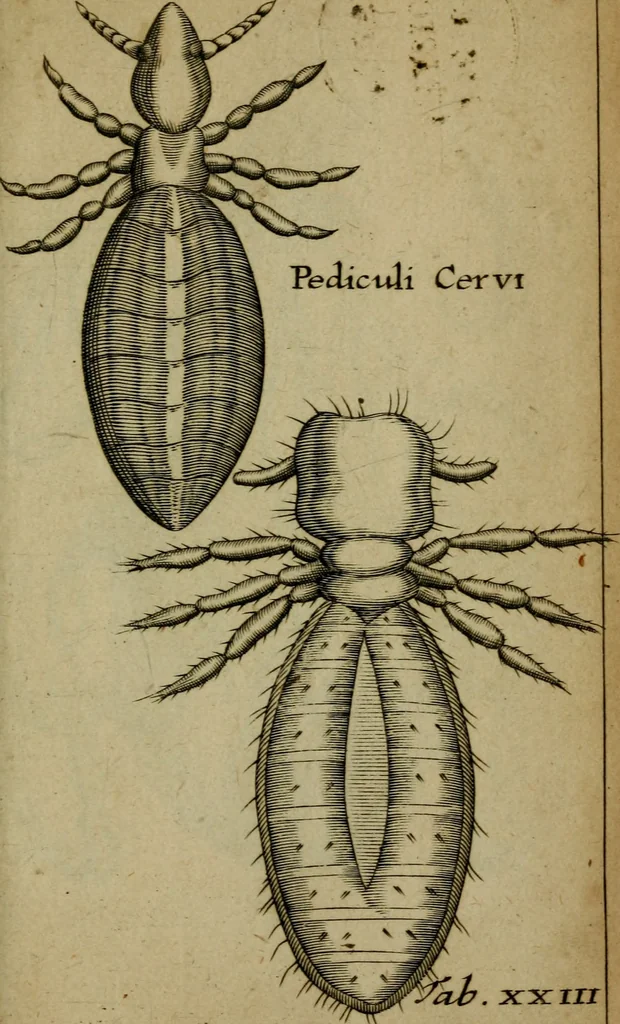 An illustration from Francisci Redi patritii Aretini Experimenta circa generationem insectorum, 1671, leaf 432