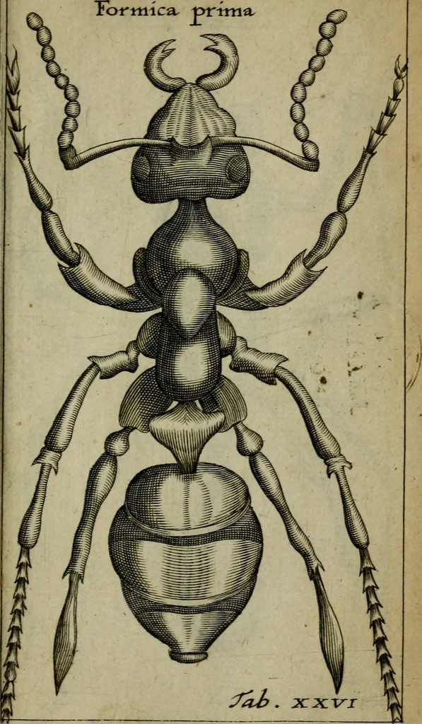 An illustration from Francisci Redi patritii Aretini Experimenta circa generationem insectorum, 1671, leaf 438