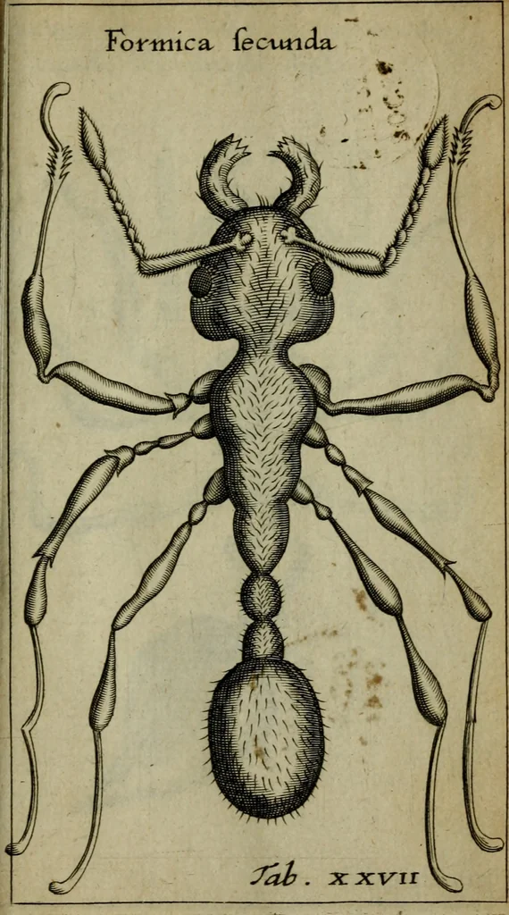 An illustration from Francisci Redi patritii Aretini Experimenta circa generationem insectorum, 1671, leaf 440