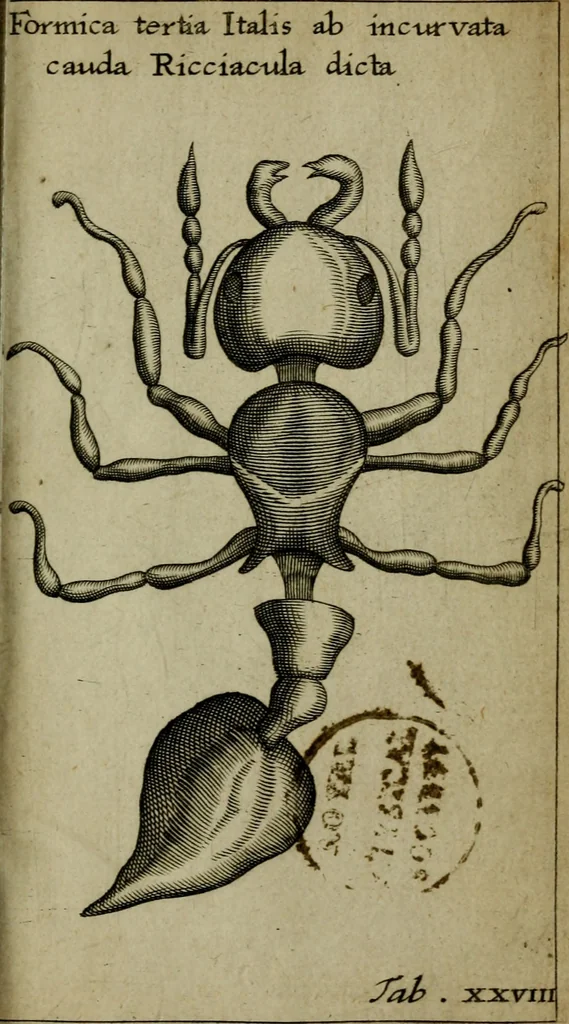An illustration from Francisci Redi patritii Aretini Experimenta circa generationem insectorum, 1671, leaf 442