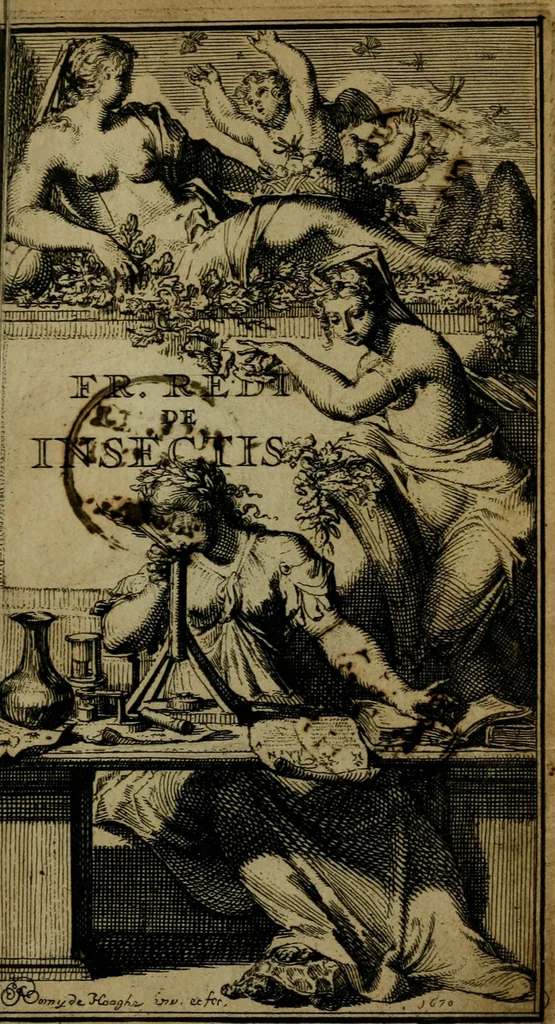 An illustration from Francisci Redi patritii Aretini Experimenta circa generationem insectorum, 1671, leaf 6