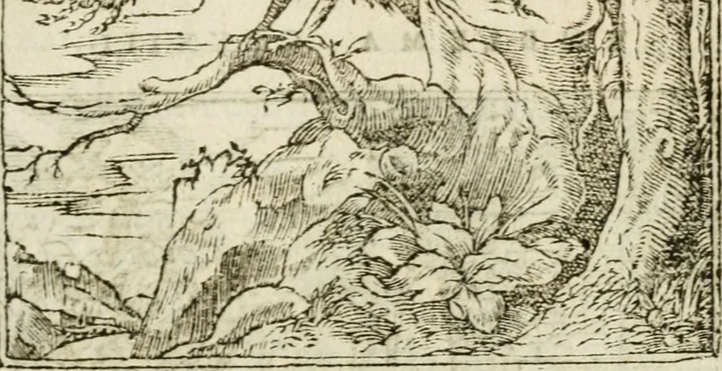 An illustration from Francisci Sanctii Brocensis in inclyta Salmaticensi Academia rhetoricae Graecaeque linguae professoris Comment. in And. Alciati emblemata : nunc denuo multis in locis accurate recognita, & quamplurimis figuris illustrata : cum indice copiosissimo, 1573, leaf 478