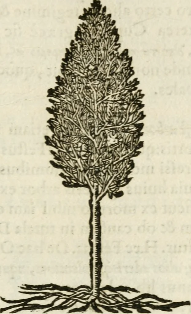 An illustration from Francisci Sanctii Brocensis in inclyta Salmaticensi Academia rhetoricae Graecaeque linguae professoris Comment. in And. Alciati emblemata : nunc denuo multis in locis accurate recognita, & quamplurimis figuris illustrata : cum indice copiosissimo, 1573, leaf 540