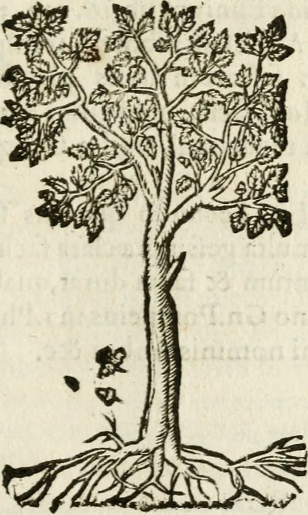 An illustration from Francisci Sanctii Brocensis in inclyta Salmaticensi Academia rhetoricae Graecaeque linguae professoris Comment. in And. Alciati emblemata : nunc denuo multis in locis accurate recognita, & quamplurimis figuris illustrata : cum indice copiosissimo, 1573, leaf 542