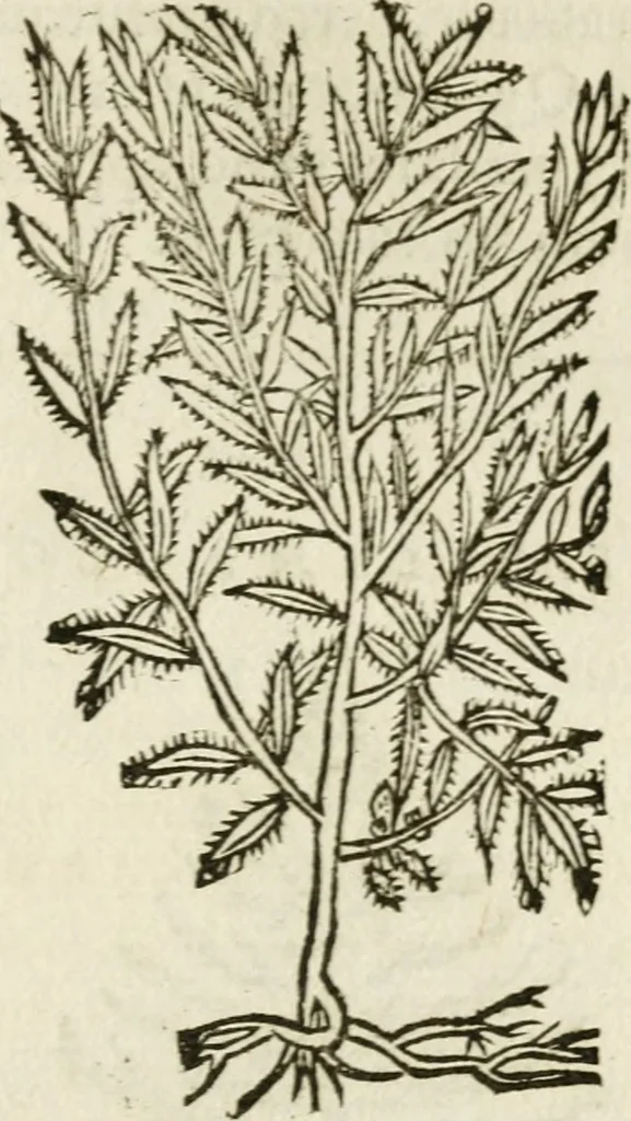 An illustration from Francisci Sanctii Brocensis in inclyta Salmaticensi Academia rhetoricae Graecaeque linguae professoris Comment. in And. Alciati emblemata : nunc denuo multis in locis accurate recognita, & quamplurimis figuris illustrata : cum indice copiosissimo, 1573, leaf 544