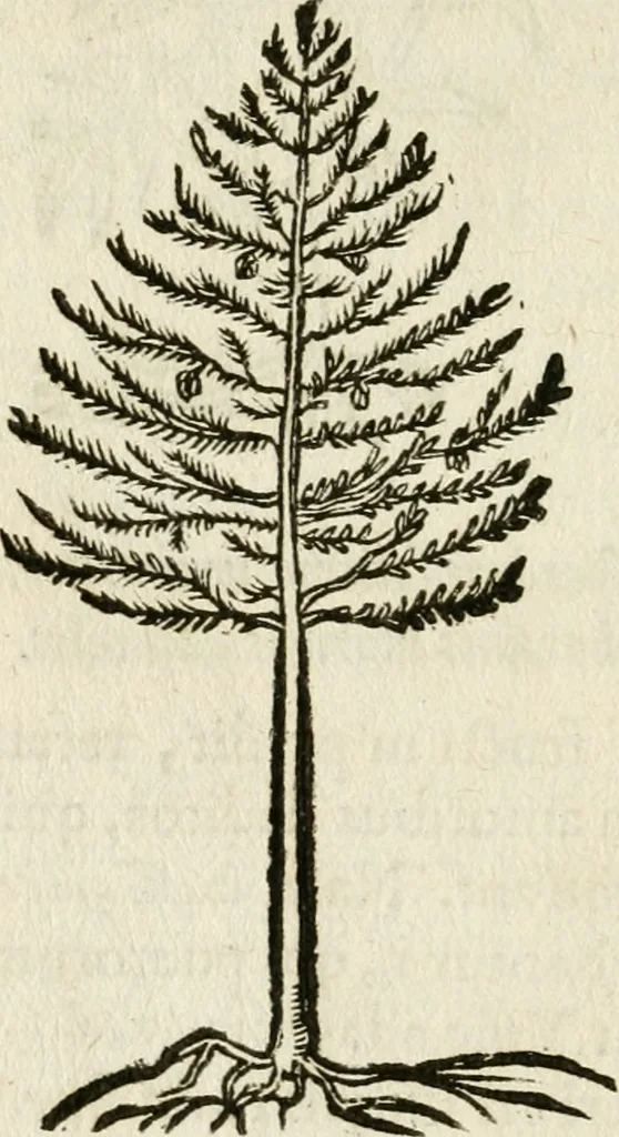 An illustration from Francisci Sanctii Brocensis in inclyta Salmaticensi Academia rhetoricae Graecaeque linguae professoris Comment. in And. Alciati emblemata : nunc denuo multis in locis accurate recognita, & quamplurimis figuris illustrata : cum indice copiosissimo, 1573, leaf 545