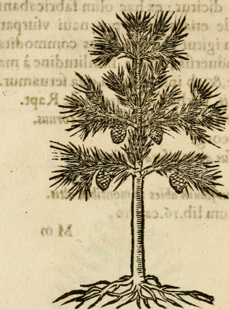 An illustration from Francisci Sanctii Brocensis in inclyta Salmaticensi Academia rhetoricae Graecaeque linguae professoris Comment. in And. Alciati emblemata : nunc denuo multis in locis accurate recognita, & quamplurimis figuris illustrata : cum indice copiosissimo, 1573, leaf 547