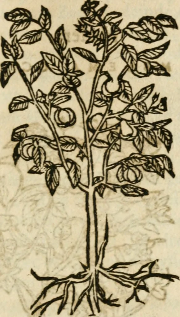 An illustration from Francisci Sanctii Brocensis in inclyta Salmaticensi Academia rhetoricae Graecaeque linguae professoris Comment. in And. Alciati emblemata : nunc denuo multis in locis accurate recognita, & quamplurimis figuris illustrata : cum indice copiosissimo, 1573, leaf 548