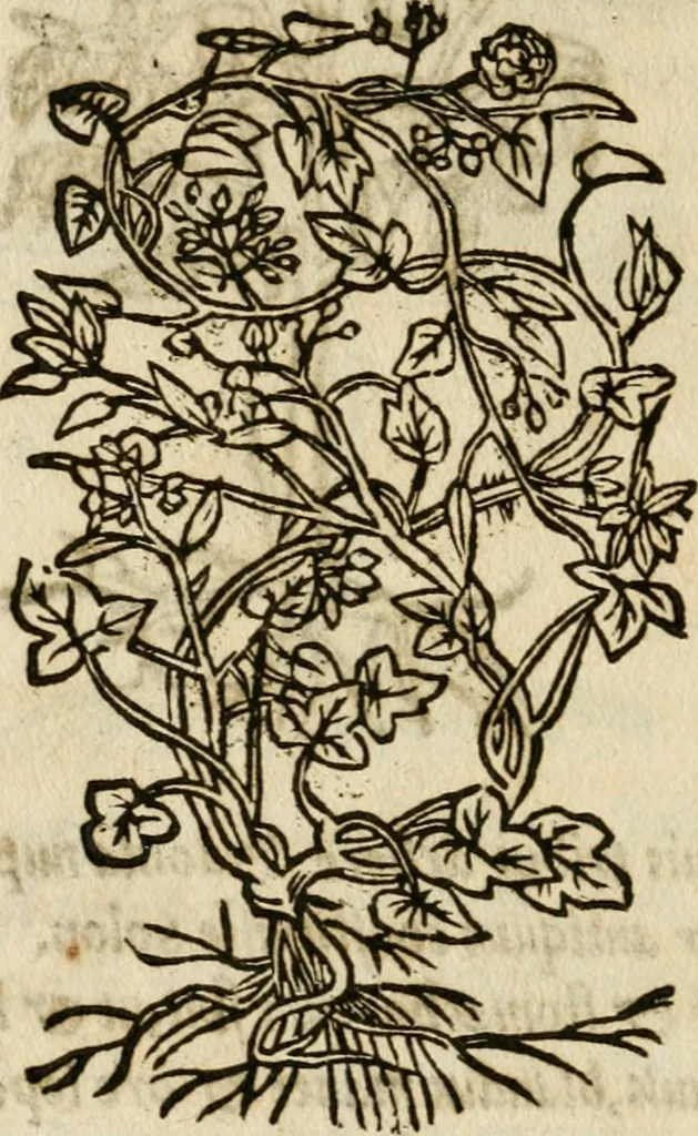 An illustration from Francisci Sanctii Brocensis in inclyta Salmaticensi Academia rhetoricae Graecaeque linguae professoris Comment. in And. Alciati emblemata : nunc denuo multis in locis accurate recognita, & quamplurimis figuris illustrata : cum indice copiosissimo, 1573, leaf 549