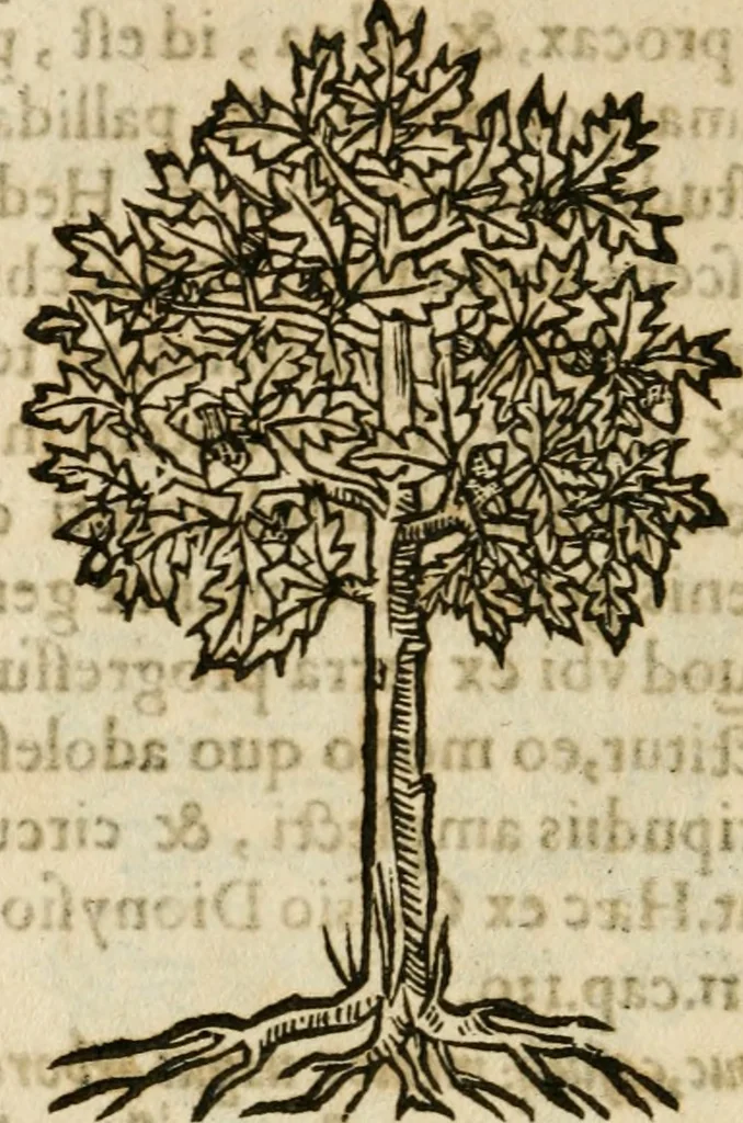 An illustration from Francisci Sanctii Brocensis in inclyta Salmaticensi Academia rhetoricae Graecaeque linguae professoris Comment. in And. Alciati emblemata : nunc denuo multis in locis accurate recognita, & quamplurimis figuris illustrata : cum indice copiosissimo, 1573, leaf 551