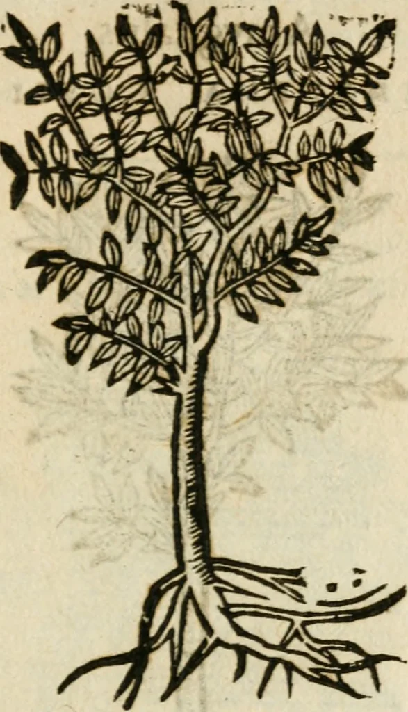 An illustration from Francisci Sanctii Brocensis in inclyta Salmaticensi Academia rhetoricae Graecaeque linguae professoris Comment. in And. Alciati emblemata : nunc denuo multis in locis accurate recognita, & quamplurimis figuris illustrata : cum indice copiosissimo, 1573, leaf 554